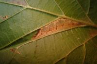 Phyllonorycter nicellii
