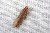 Helcystogramma triannulella