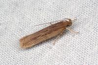 Helcystogramma triannulella