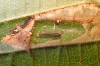 Phyllonorycter nicellii