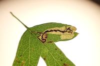 Stigmella hybnerella