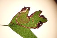 Lyonetia clerkella