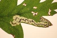 Ectoedemia atricollis