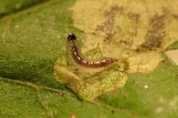 Ectoedemia atricollis