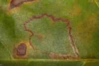 Acalyptris platani