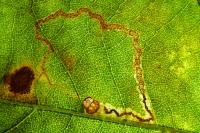 Acalyptris platani