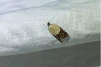 Acleris variegana