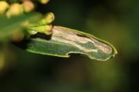 Metriochroa latifoliella