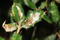 Acrocercops brongniardella