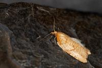 Acleris rhombana