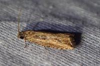 Bactra venosana