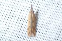 Dichomeris acuminata