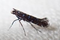 Parectopa ononidis