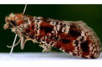 Rhyacionia miniatana
