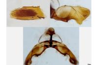 Rhyacionia miniatana