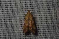 Brachmia blandella