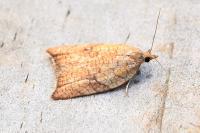 Acleris rhombana