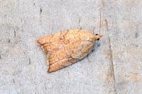 Acleris rhombana