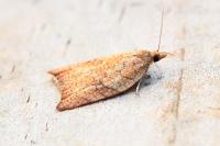 Acleris rhombana