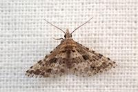Alucita palodactyla