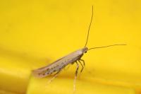 Aspilapteryx tringipennella