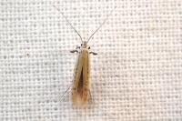 Aspilapteryx tringipennella