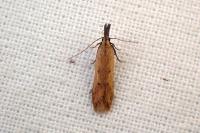 Dichomeris acuminata