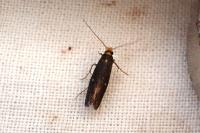 Monopis nigricantella