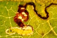 Stigmella