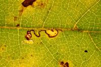 Stigmella
