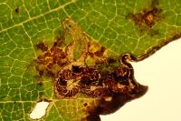 Stigmella viscerella