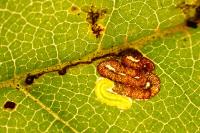 Stigmella viscerella