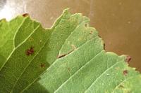 Bucculatrix ulmifoliae