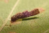 Coleophora badiipennella