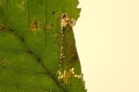 Phyllonorycter schreberella