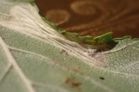 Phyllonorycter schreberella