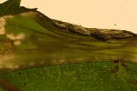 Phyllonorycter schreberella