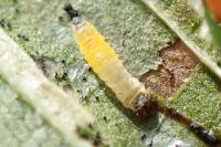 Phyllonorycter schreberella