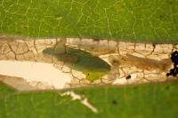 Phyllonorycter tristrigella