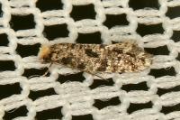 Nemapogon
