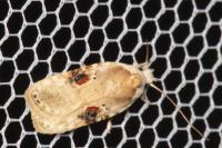 Agonopterix alstroemeriana