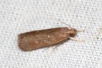 Helcystogramma triannulella