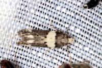 Recurvaria leucatella