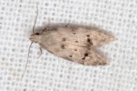 Teleiodes vulgella