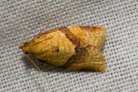 Clepsis consimilana