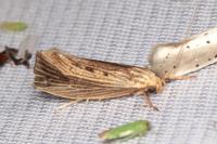 Orthotelia sparganella