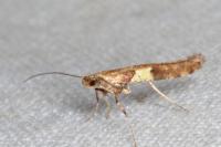 Caloptilia semifascia