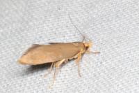 Crassa unitella