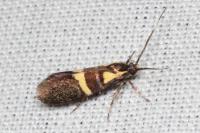 Dasycera oliviella