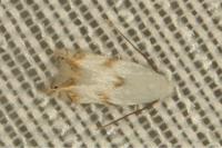 Pseudopostega crepusculella